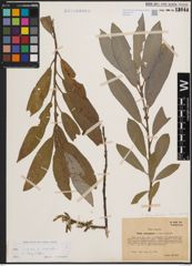 Foto von Salix cinerea L. x Salix viminalis L.
